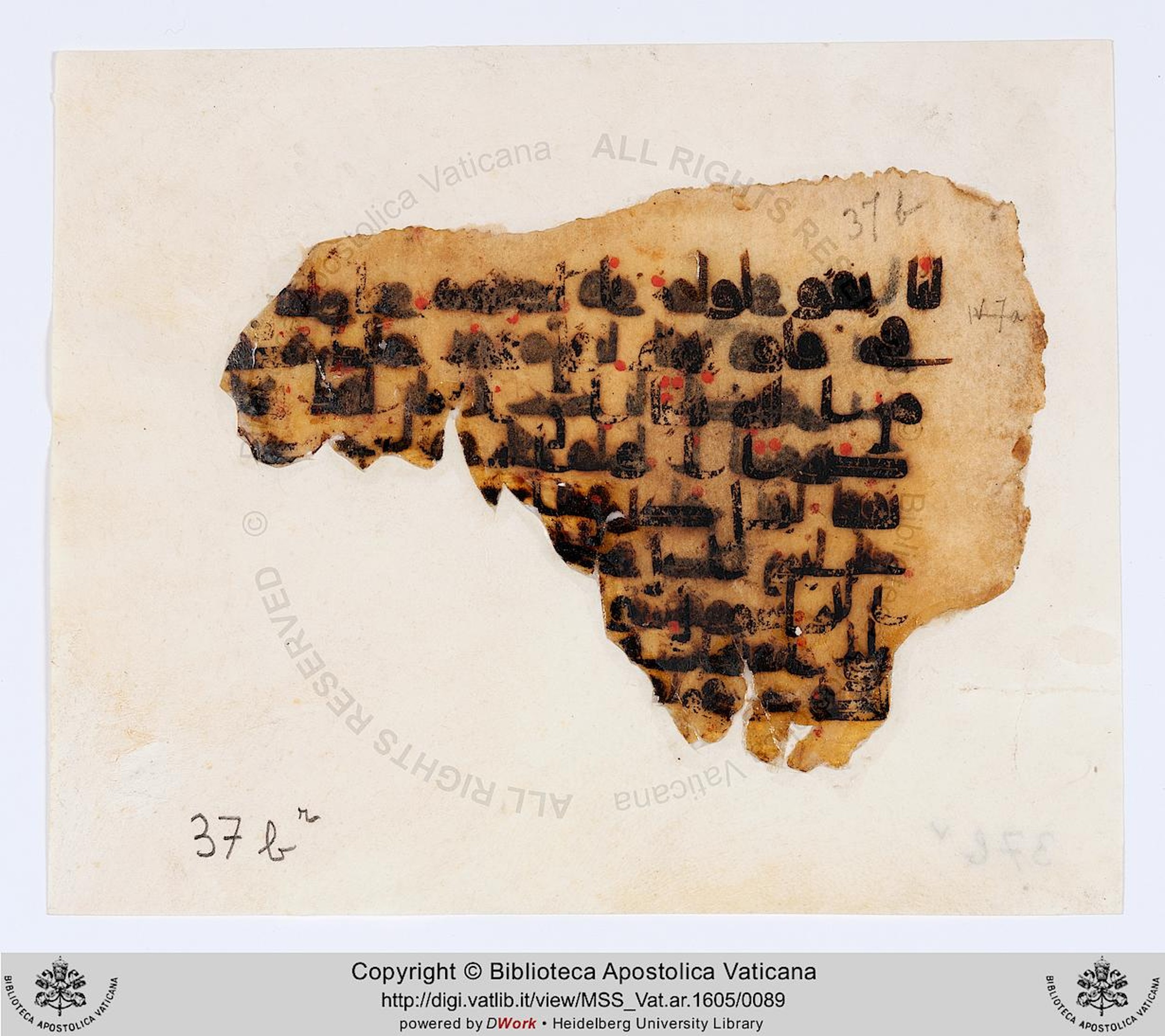 Rome, Biblioteca Apostolica Vaticana, Vat. Ar. 1605 (37) (Scan 1), in kūfī D.IV script, showing Surah 48:12 from 8th to 9th Century AD found in Fustat (Old Cairo), Egypt, currently housed at Biblioteca Apostolica Vaticana, Rome